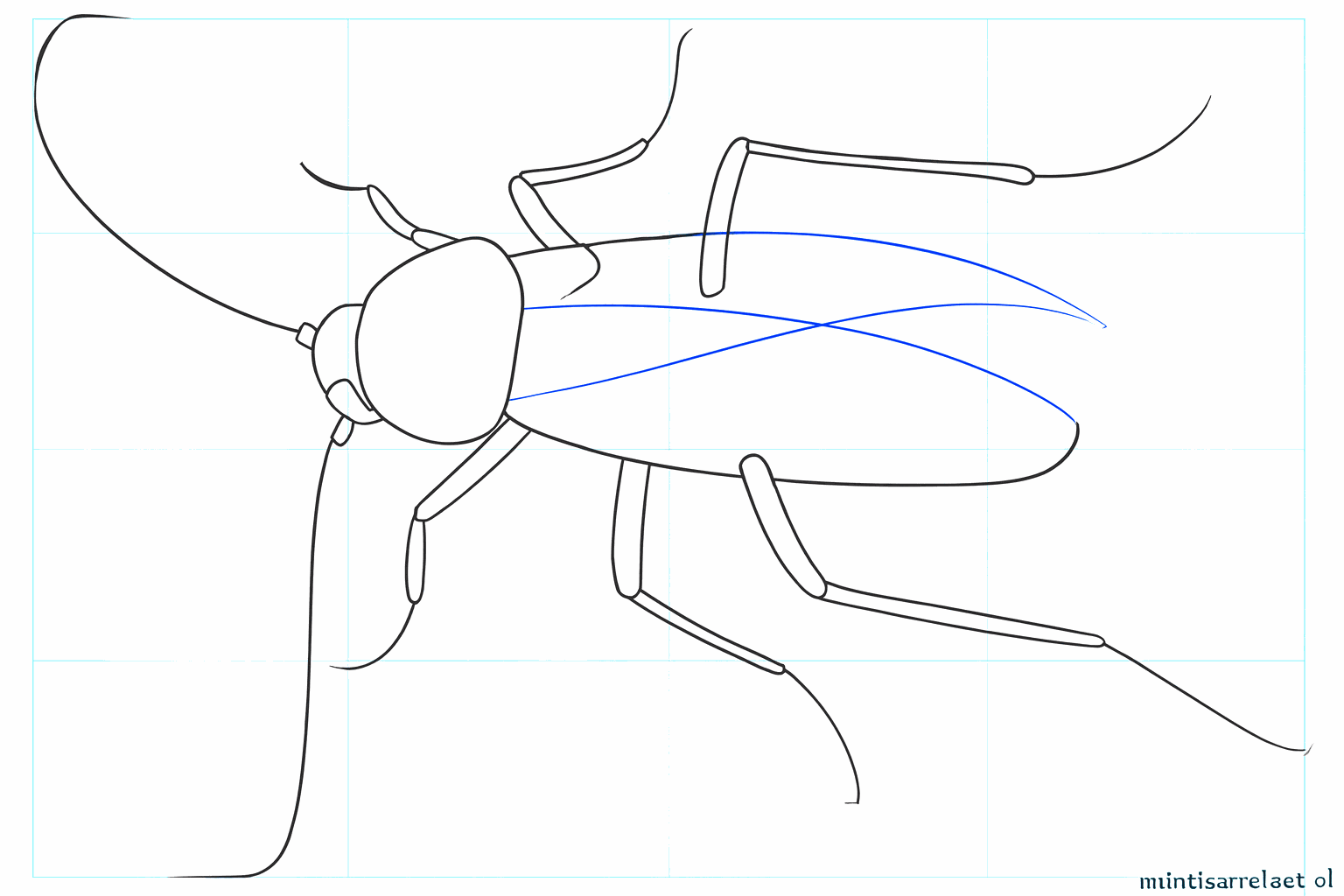 Début des pattes et des antennes sur la tête.