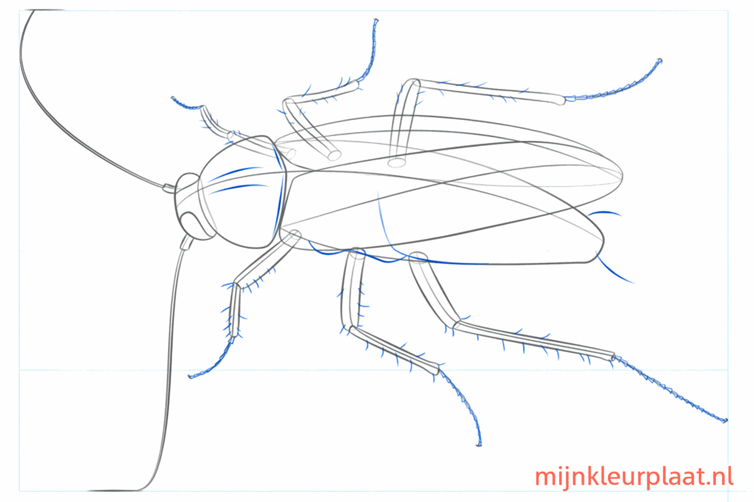 Ailes terminées et longues antennes courbées.