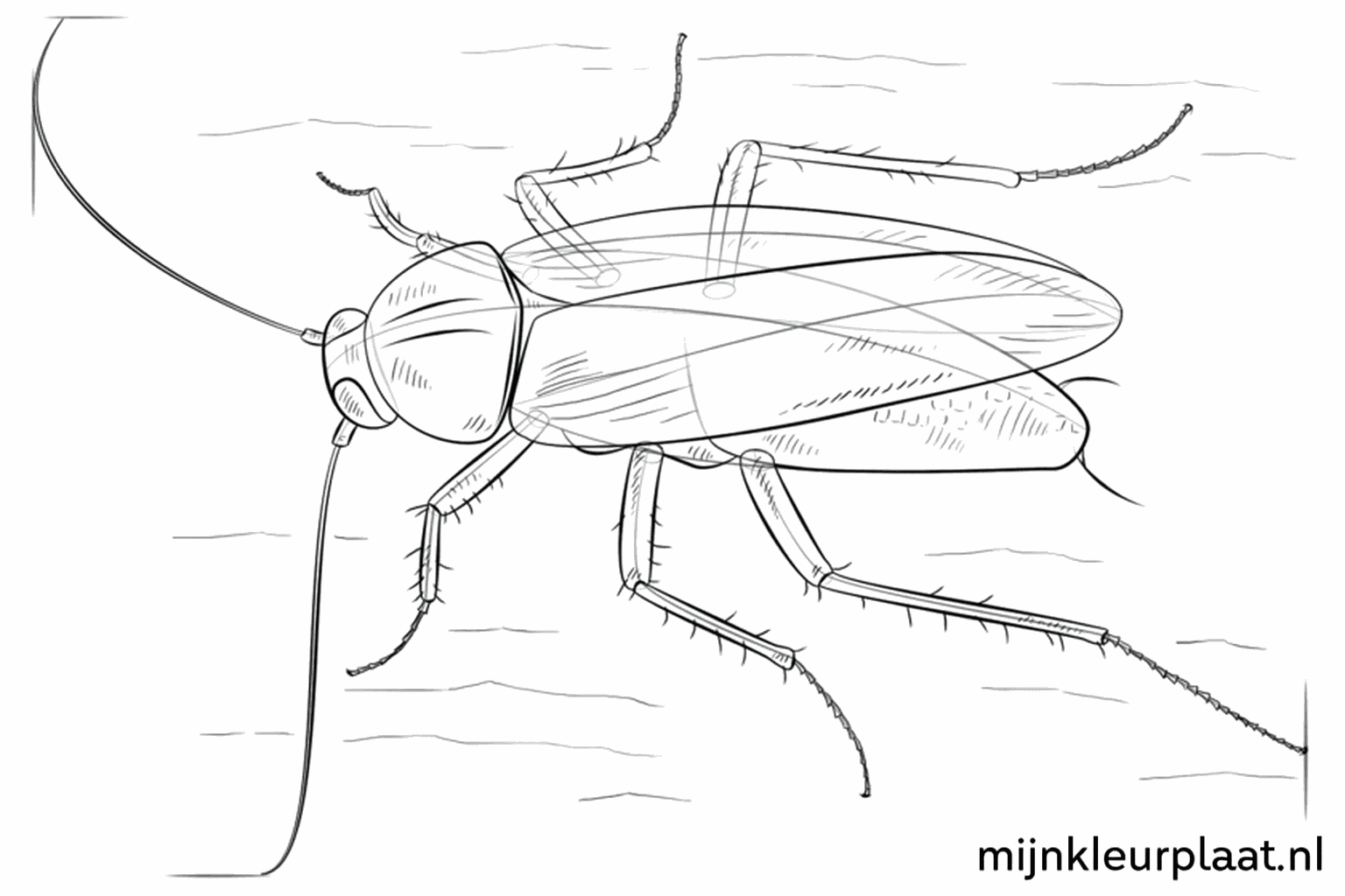Détails des pattes avec de petites épines.
