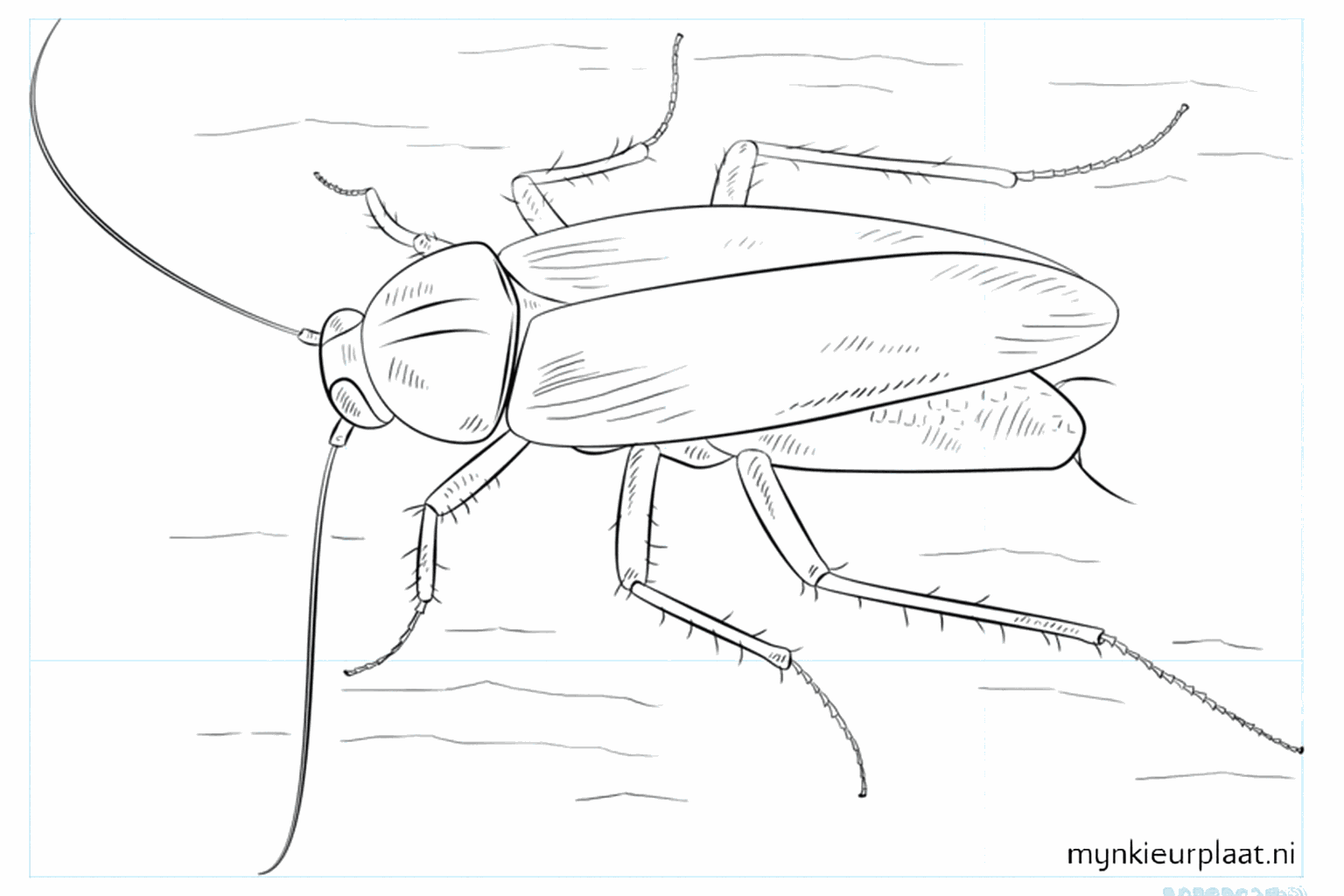 Drawing a cockroach in 9 simple steps