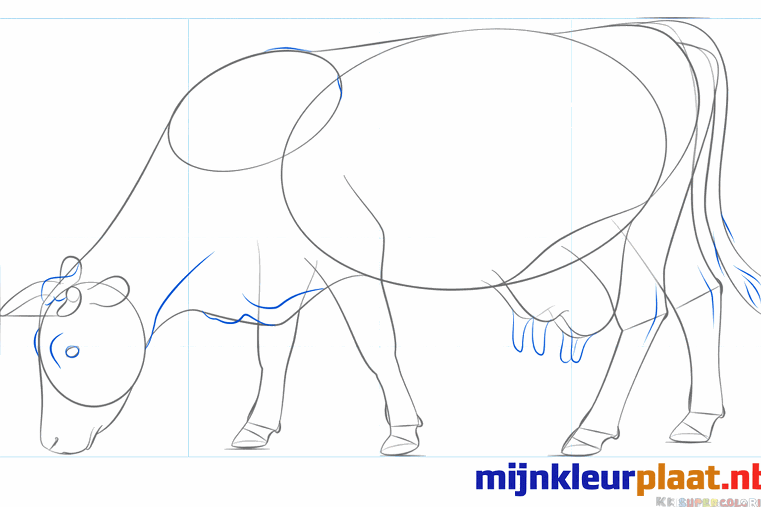 Le visage de la vache avec des yeux et des naseaux.