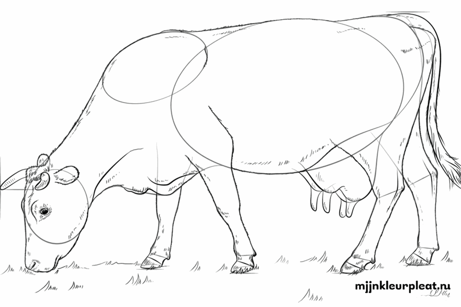 La vache reçoit des taches et les formes sont dessinées plus nettement.