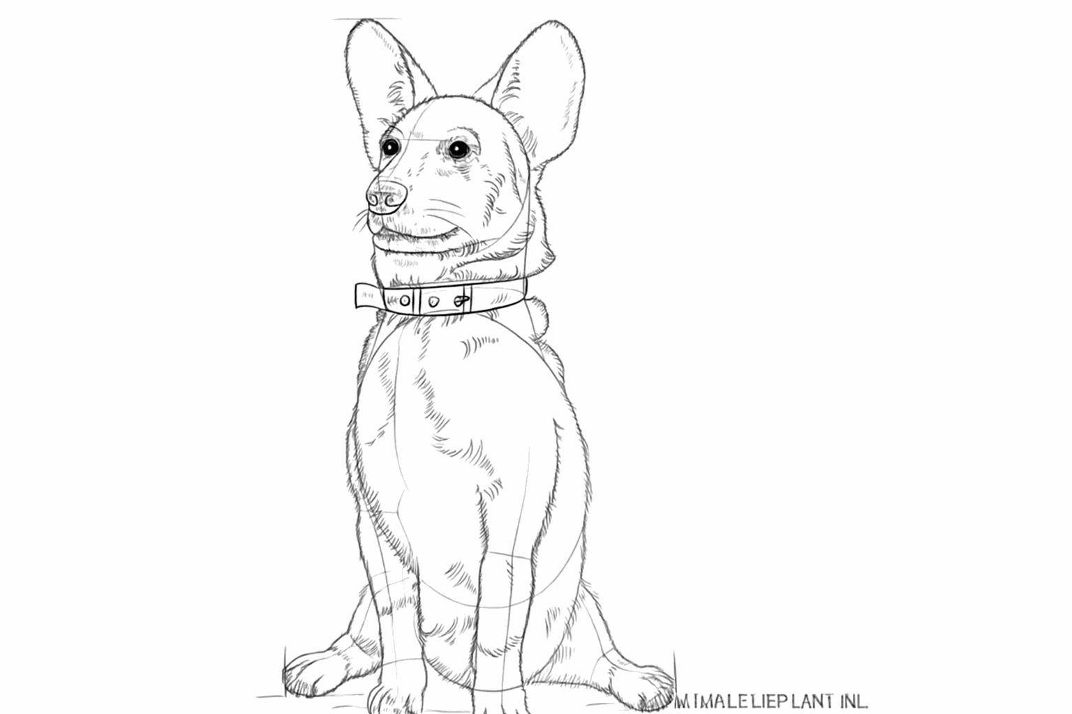 Une petite truffe sur le museau et de petits traits ressemblant à un pelage de chien tout doux.