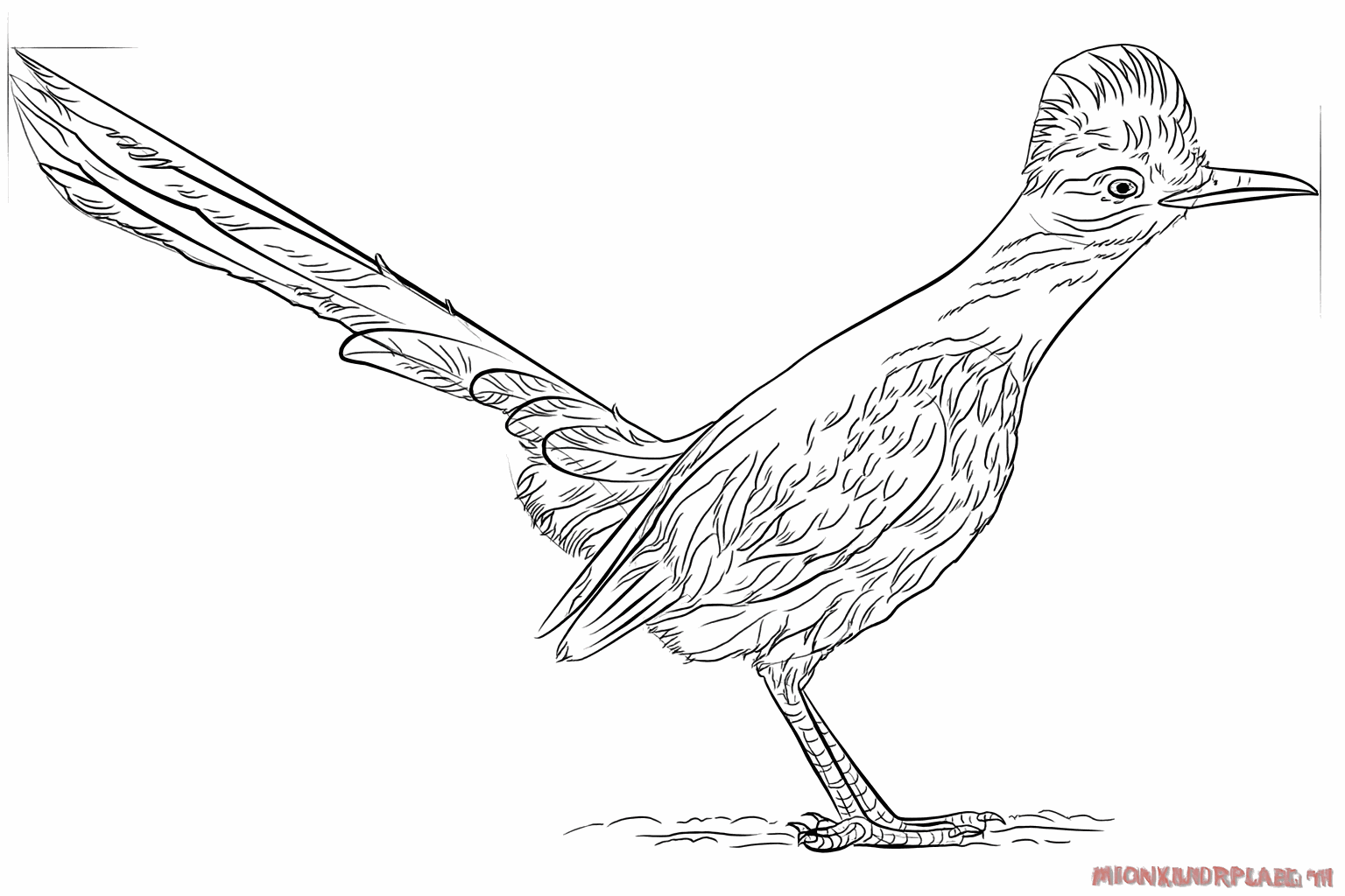 Feathers on the wing and small toes at the bottom of the legs.