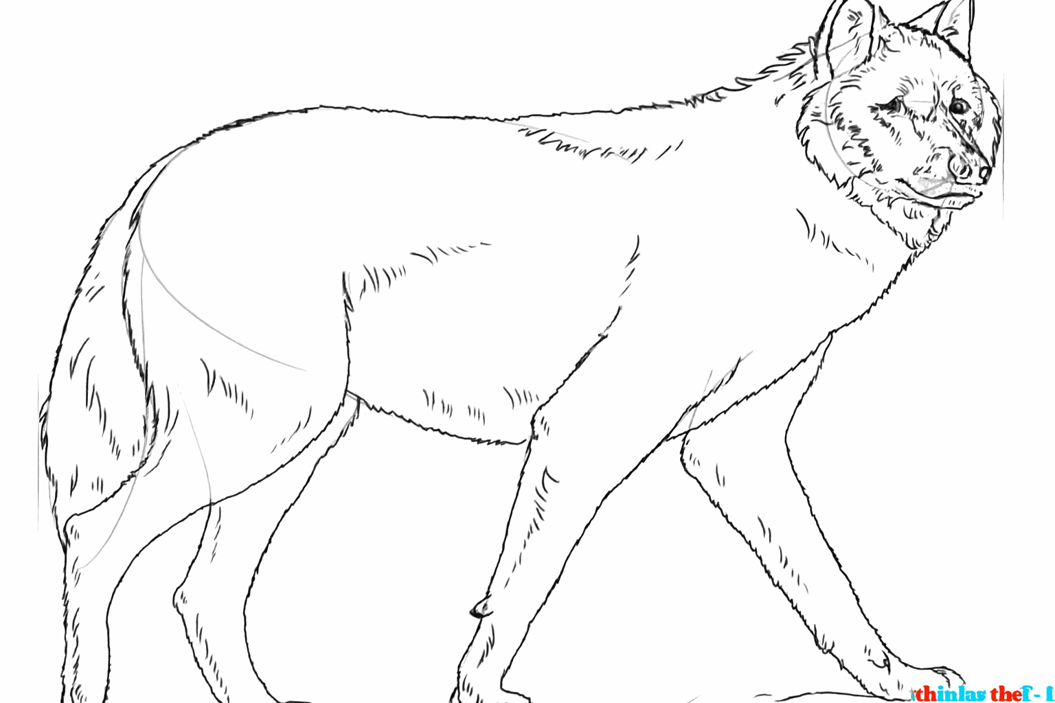 Draw claws on the paws and add fur details on the back and neck.