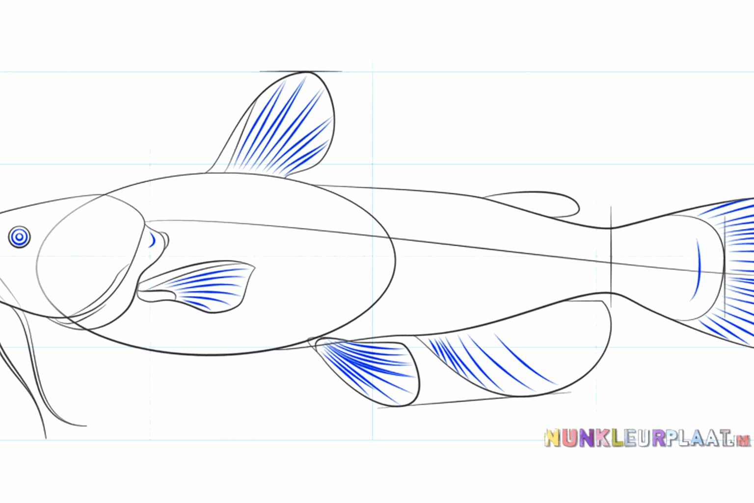 Round fins on the top and side of the fish.