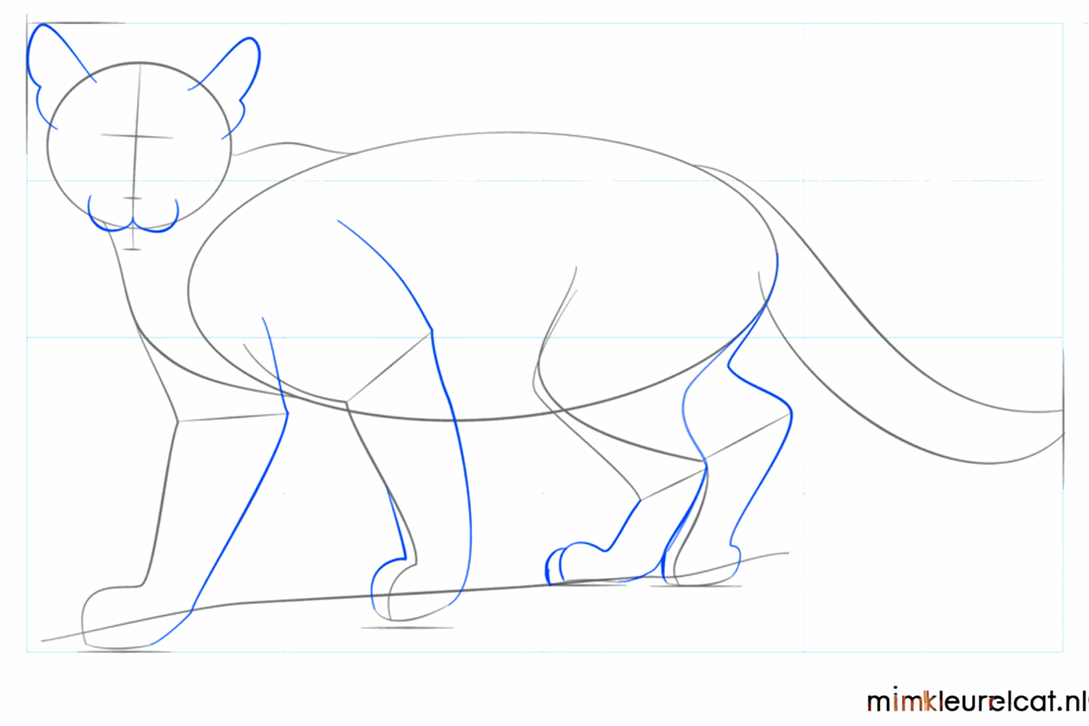 Formes des pattes et petites oreilles rondes sur le dessus de la tête.