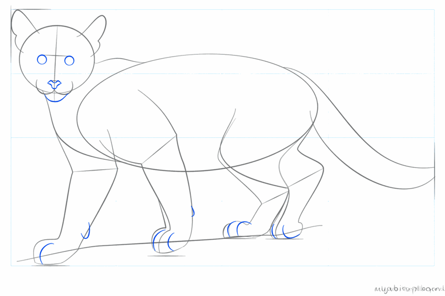 Détails du museau et formes rondes pour les pieds du puma.