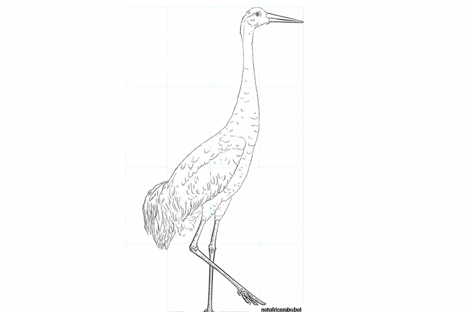 Drawing a Stately Crane