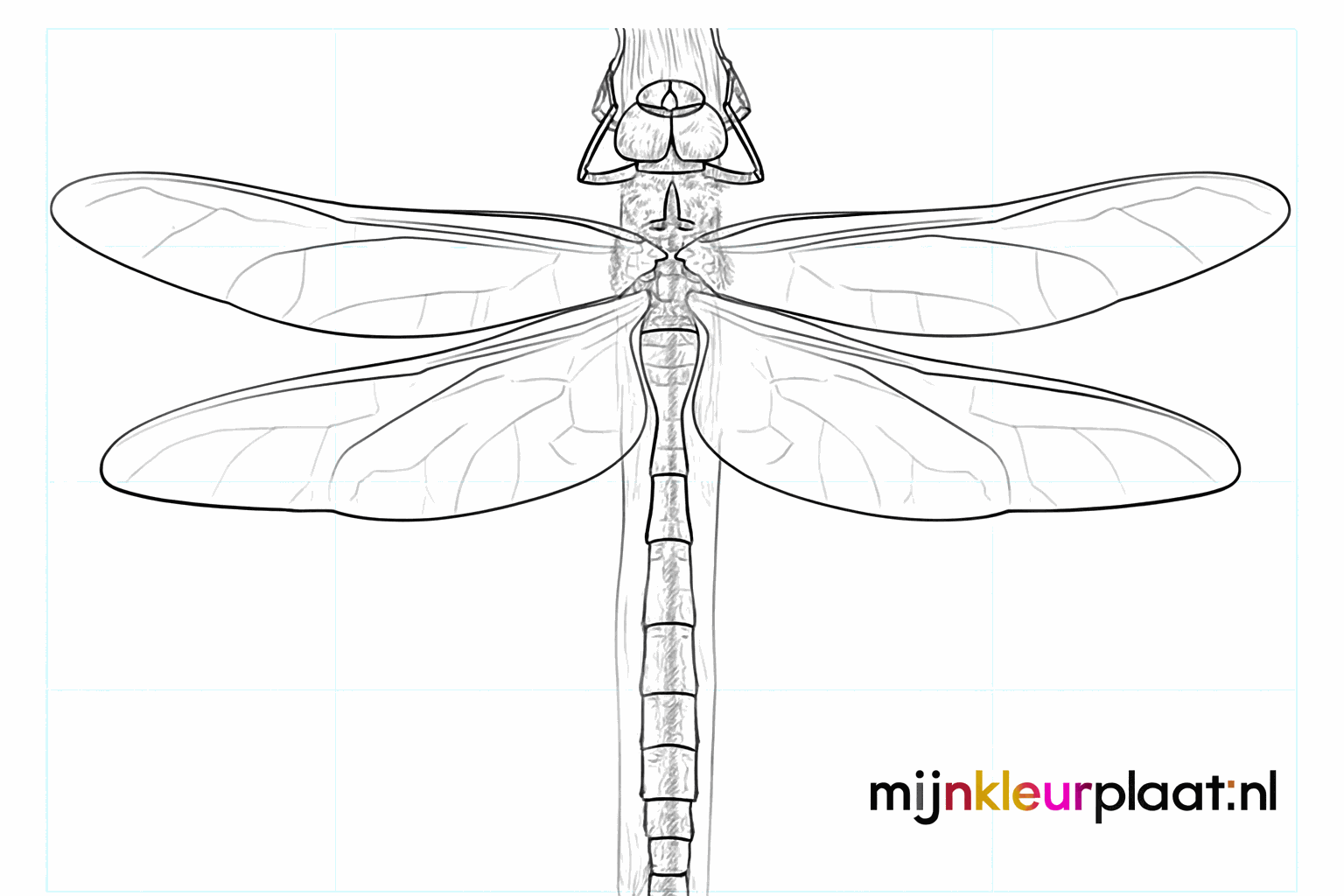 Drawing a dragonfly in 8 simple steps