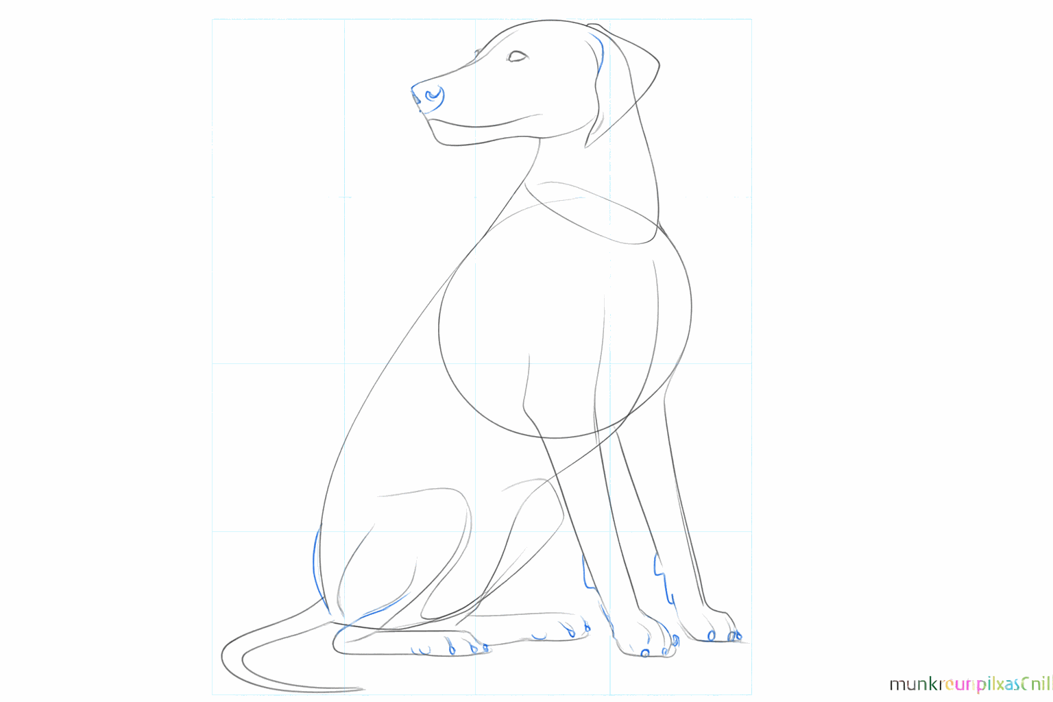 Details of the paws, eyes, and the nose of the dog.