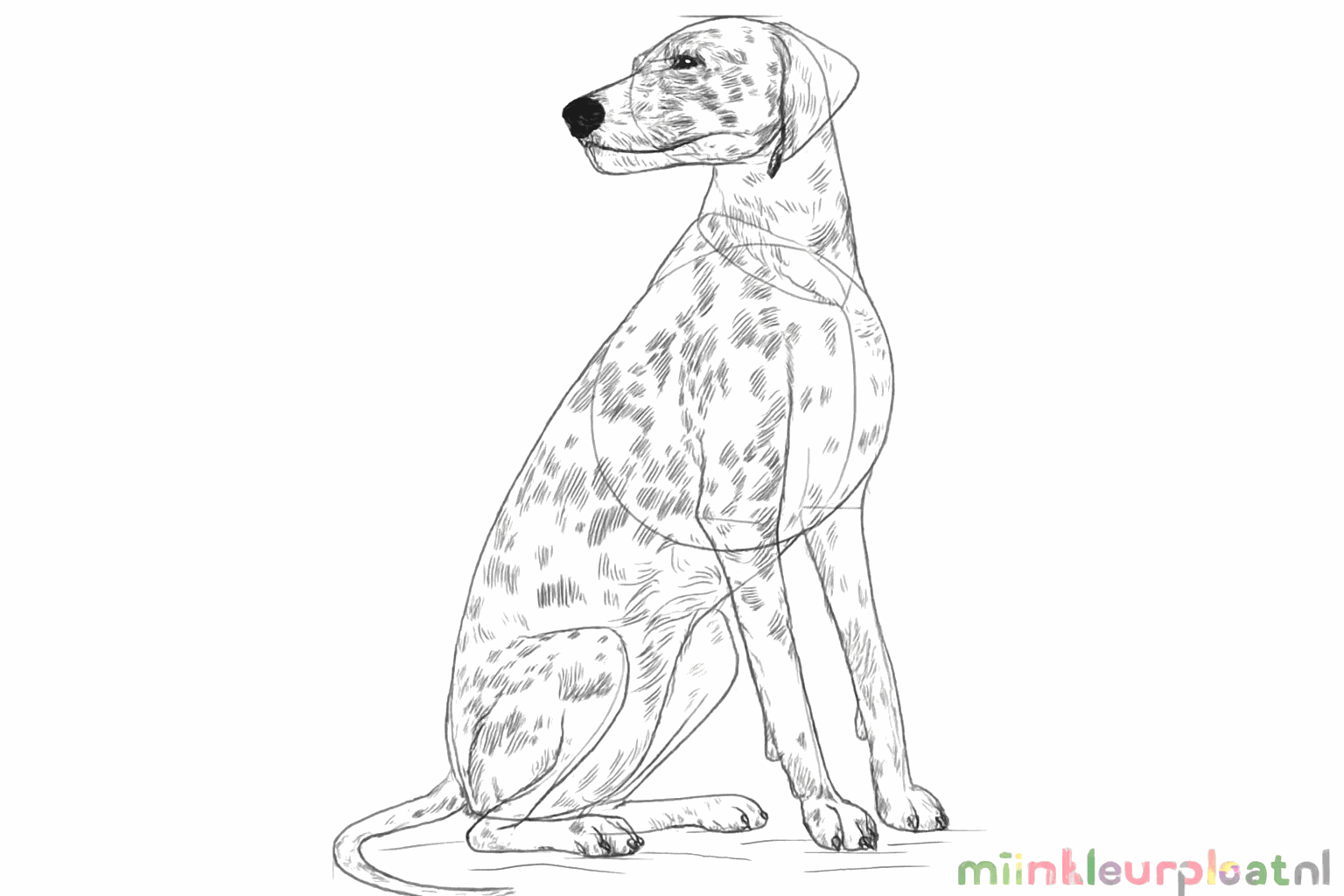 The Dalmatian gets its characteristic black spots on its white coat.