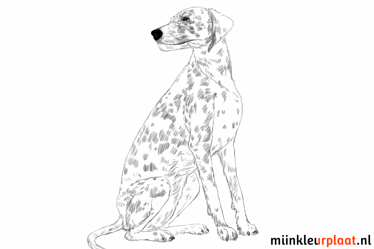 Drawing a Cheerful Dalmatian