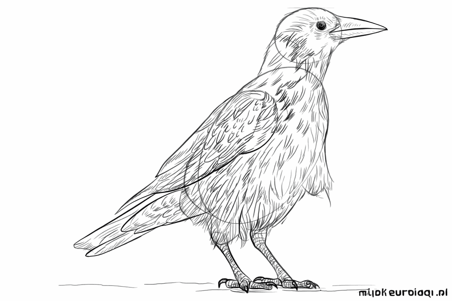 Details such as claws and feathers are added to the bird.