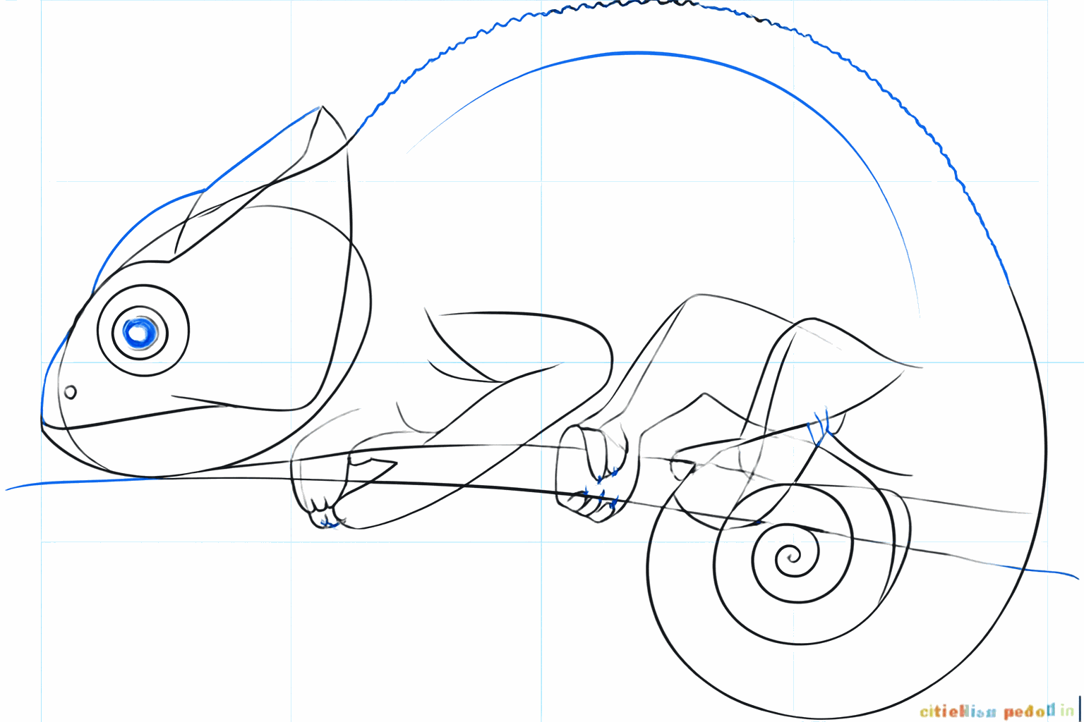 Details of the head and a fuller tail.