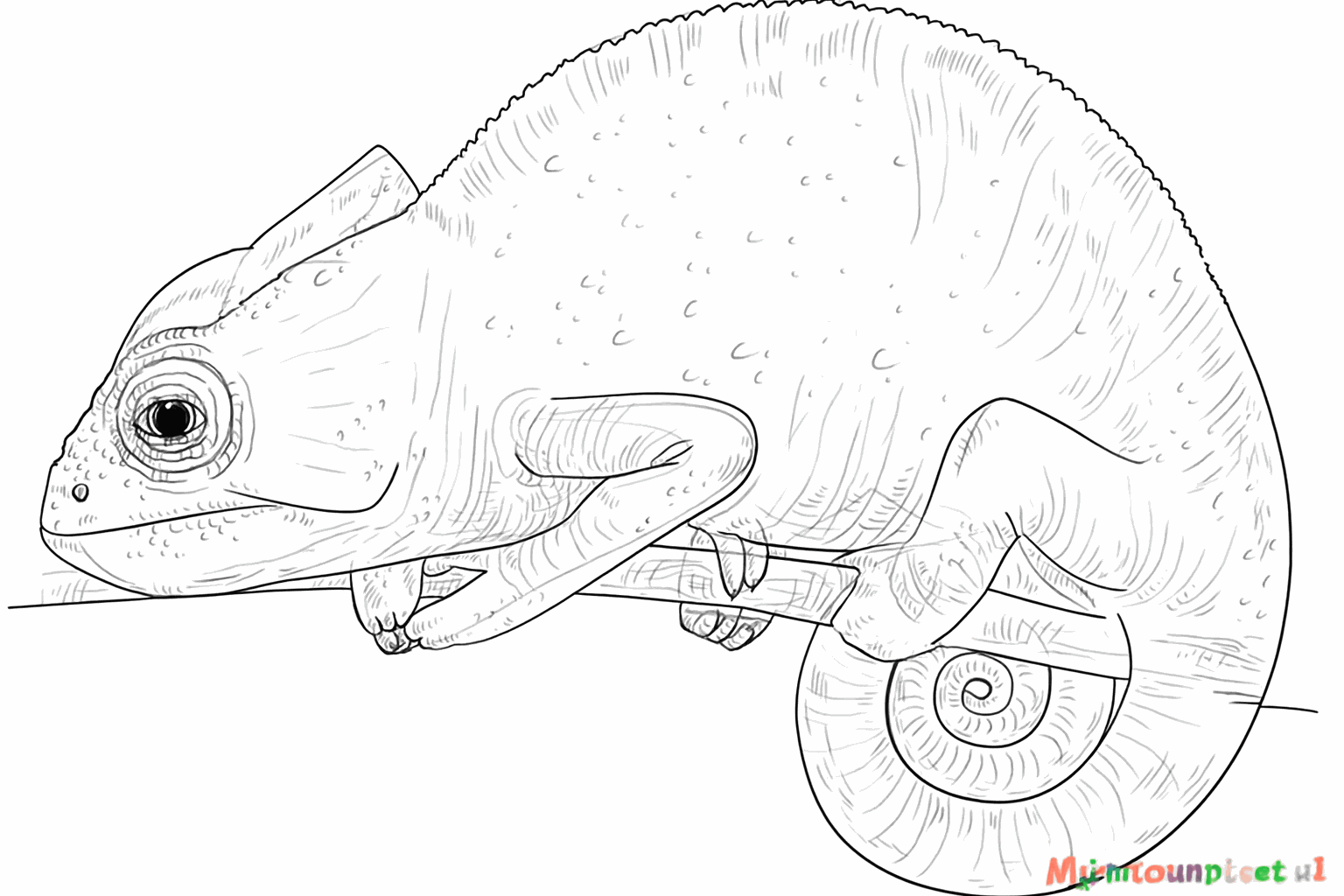 Details such as dots and lines on the body of the chameleon.