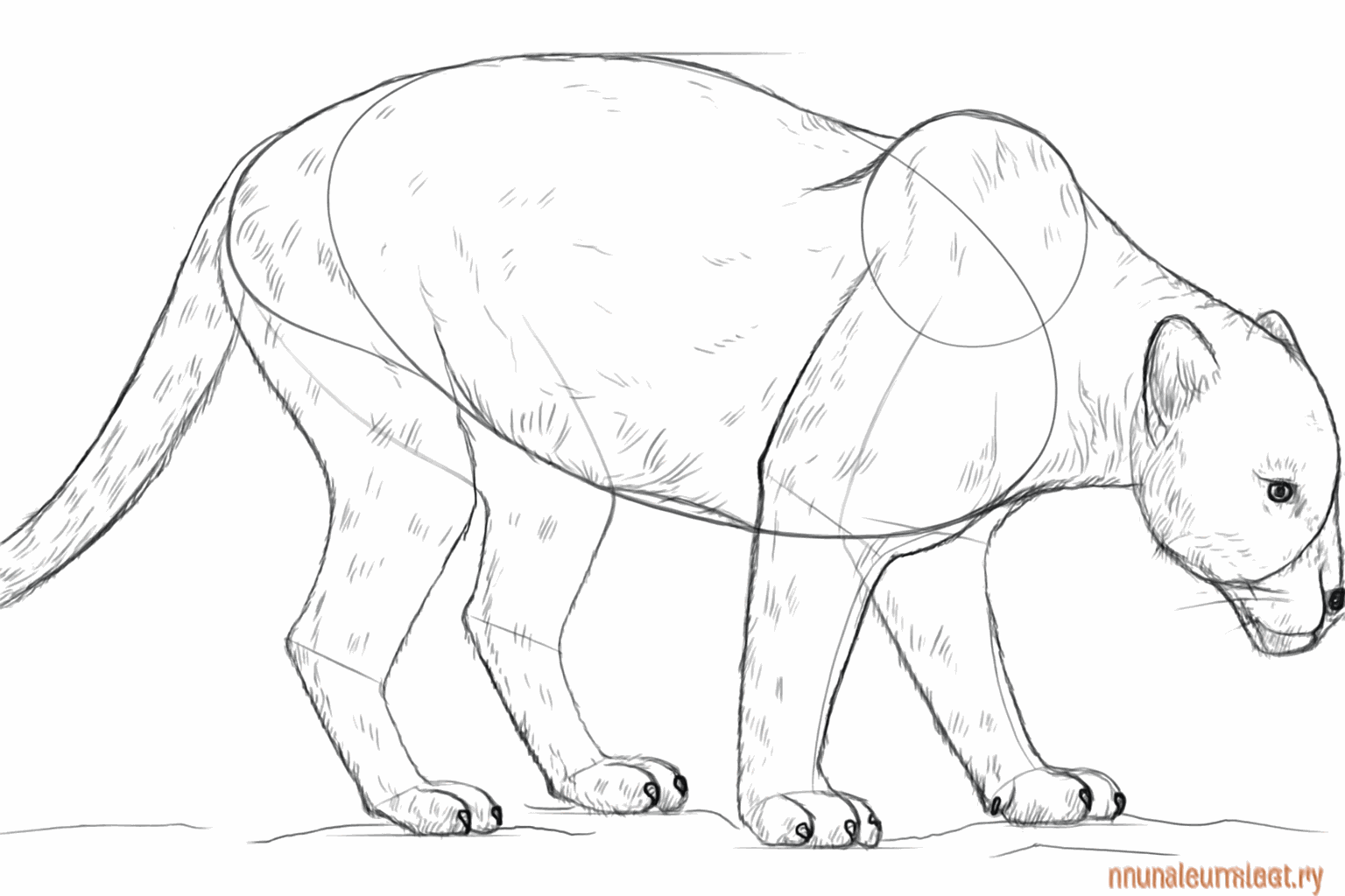 Details of the claws and the eyes of the panther are drawn.