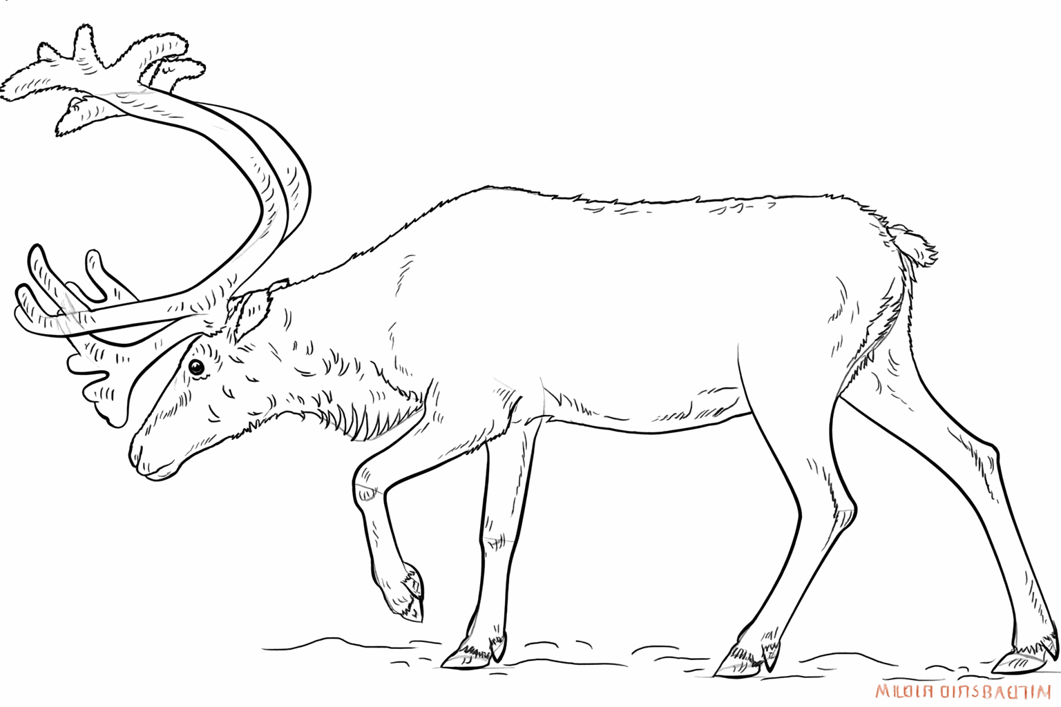 Adding small details to the entire body of the reindeer.