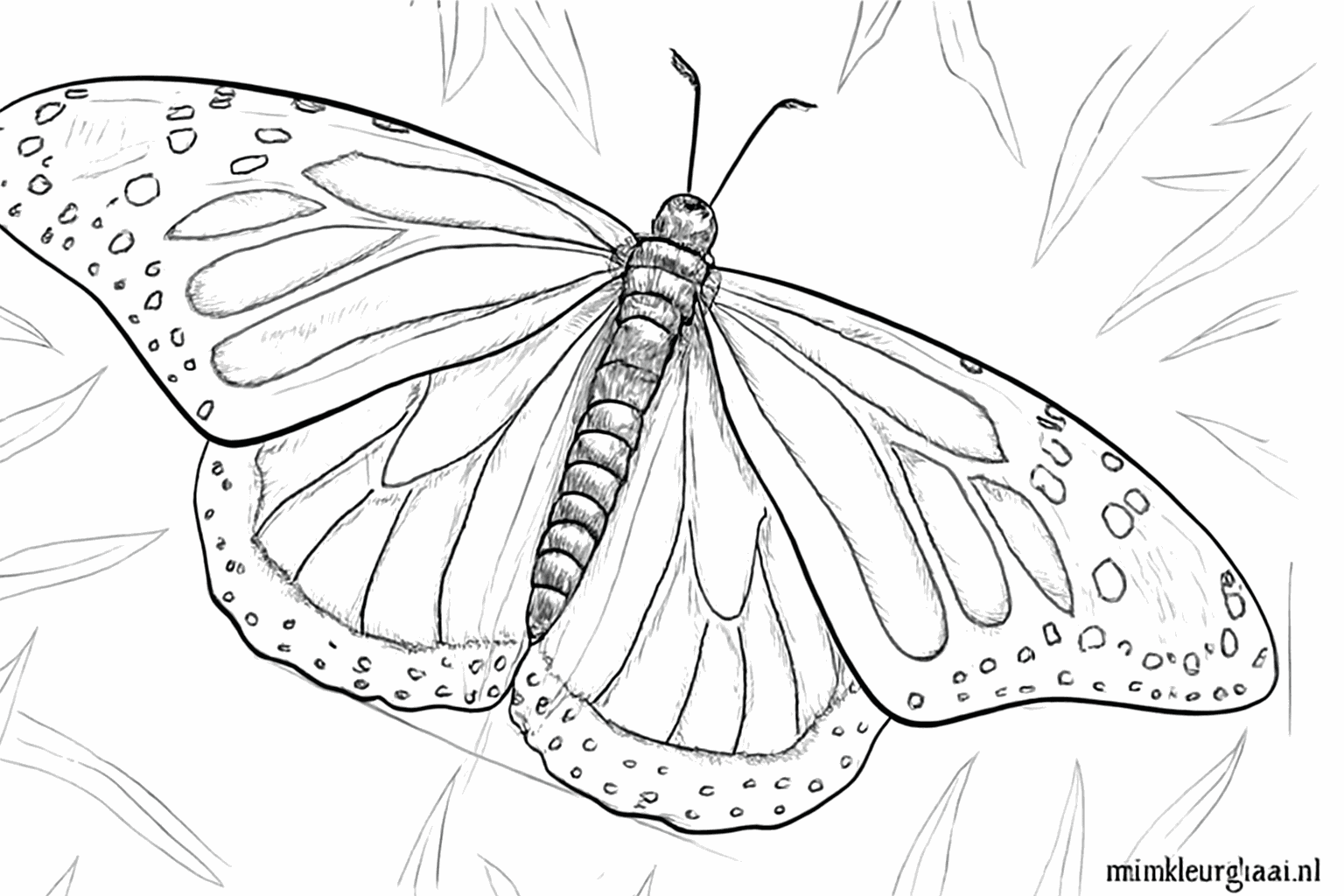 Details of small circles along the outer edge of the butterfly wings.