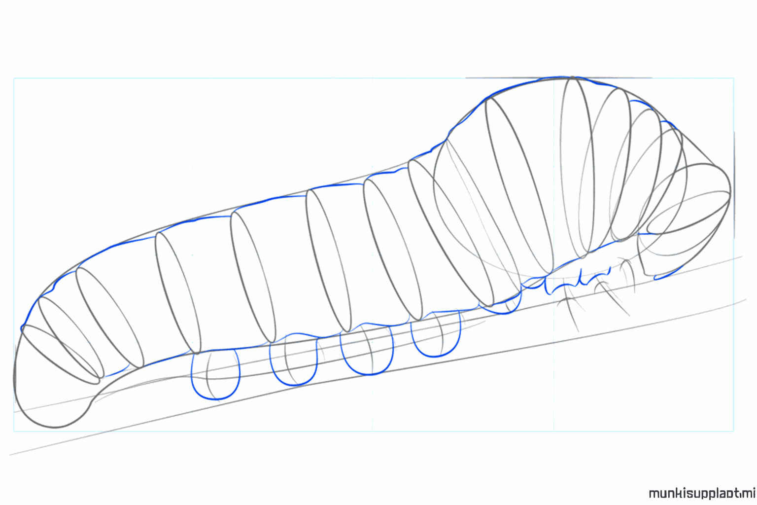 Clear round shapes for the segments and small legs at the bottom.