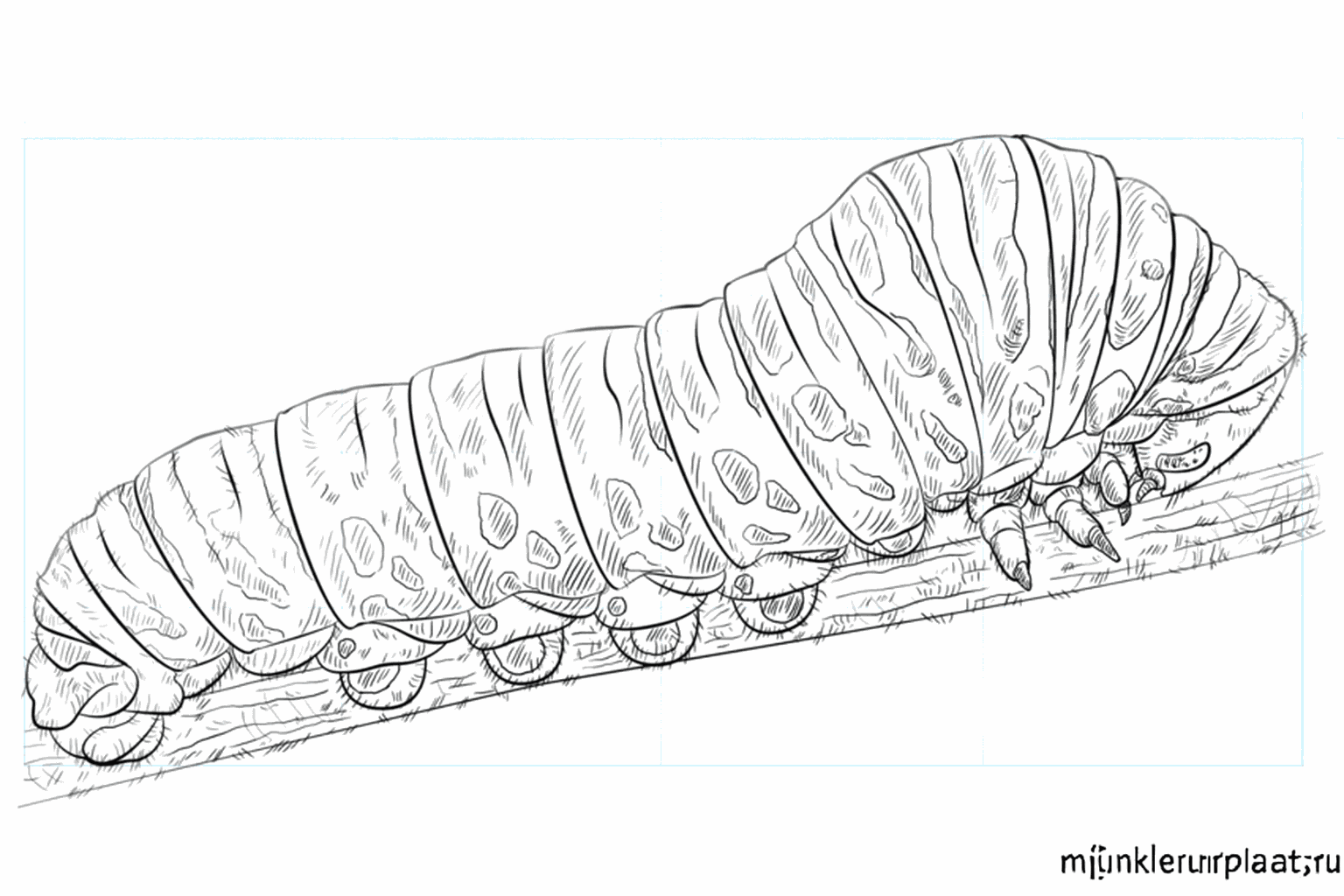 Drawing a Cheerful Caterpillar