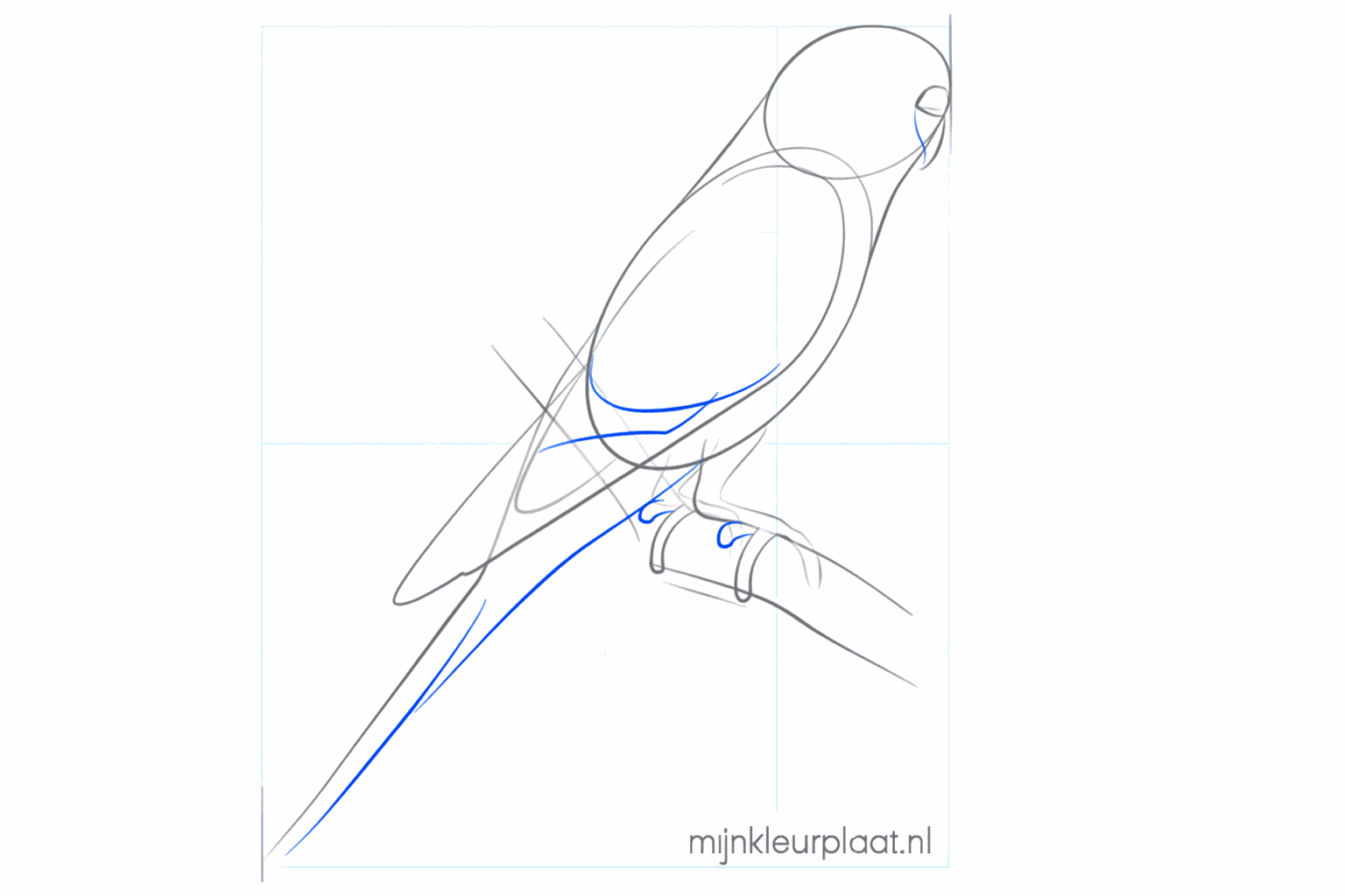 Detail of the bird's feet with toes holding the branch.