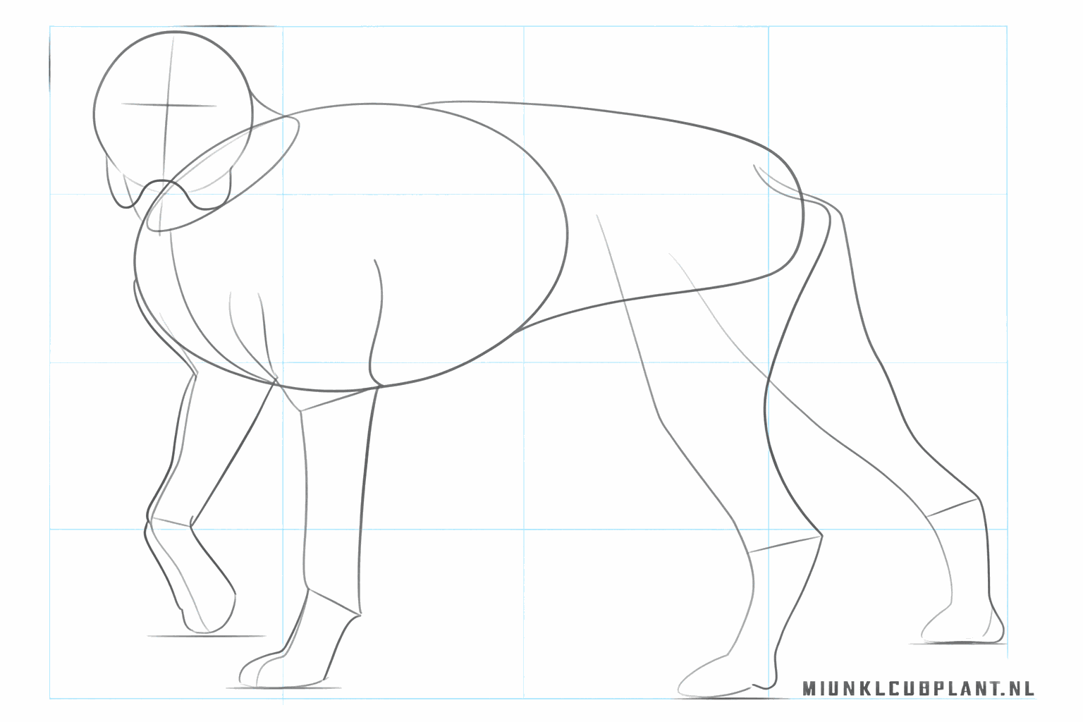 Formes pour les pattes épaisses et le museau caractéristique du chien Boxer.