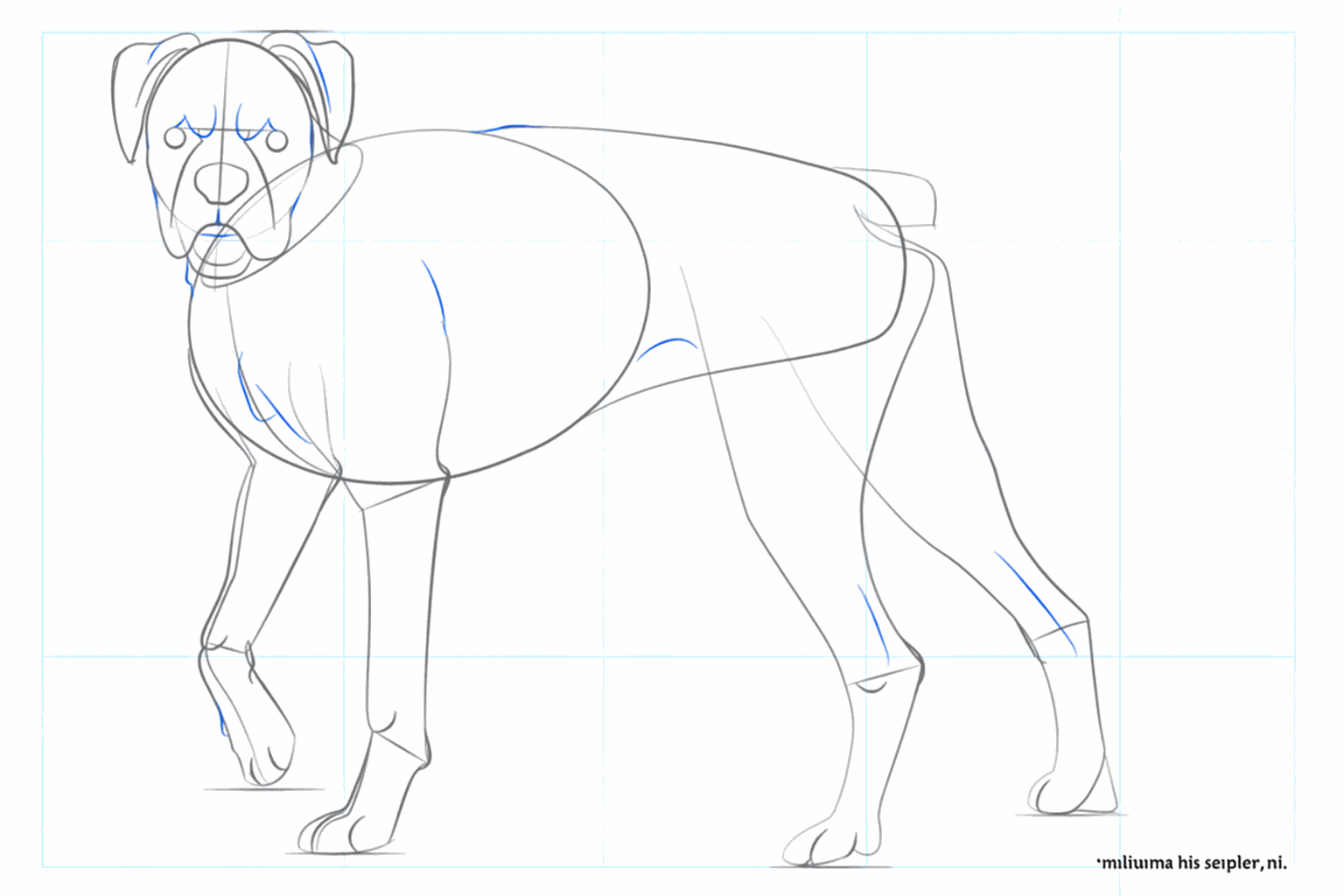 Détails du visage du chien comme les yeux et la forme de la gueule.