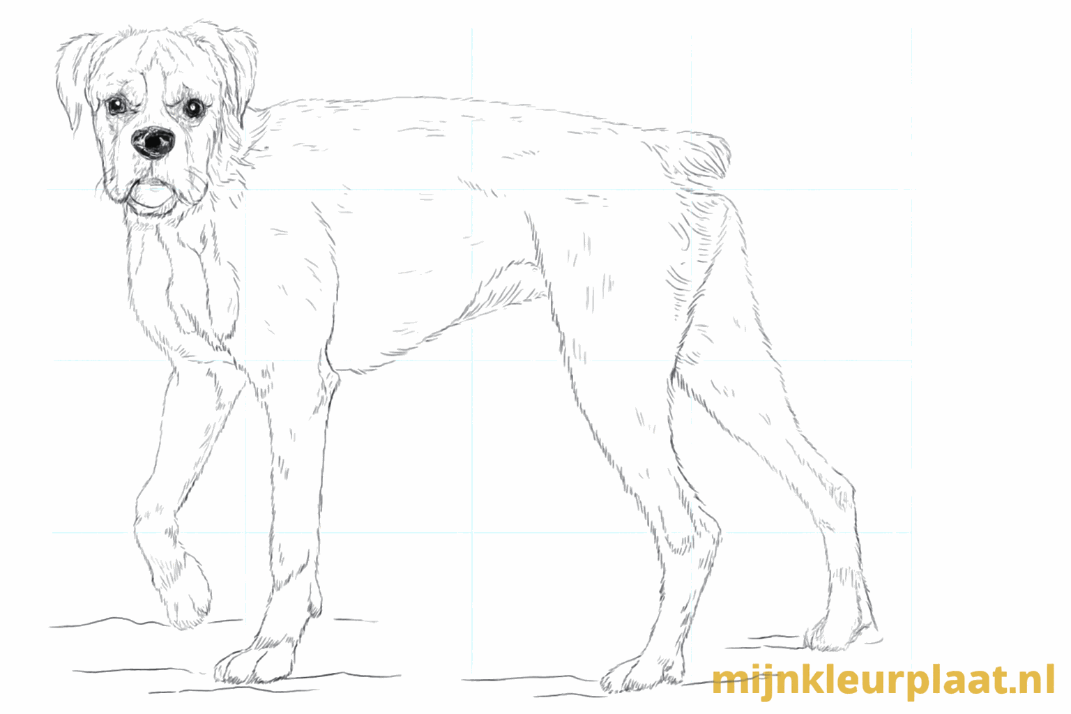 Drawing a tough Boxer dog