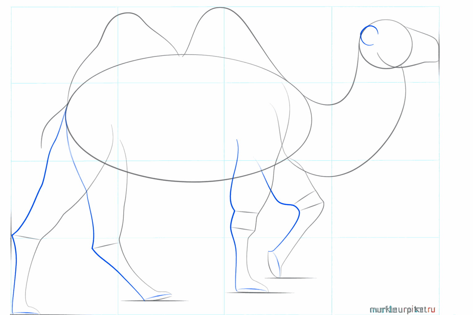 Drawing the snout and thicker legs of the camel.