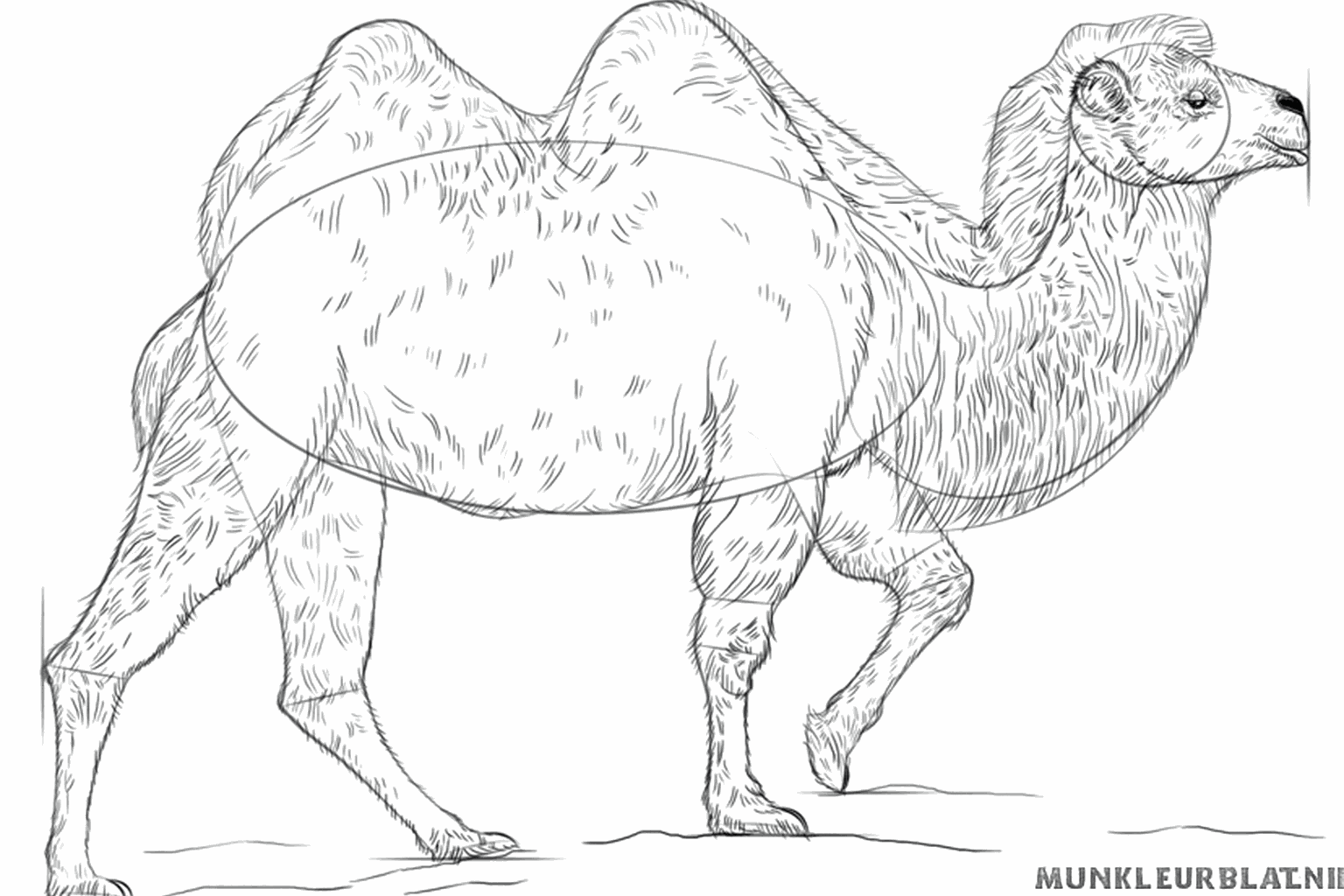 Adding fur details on the humps and neck of the camel.