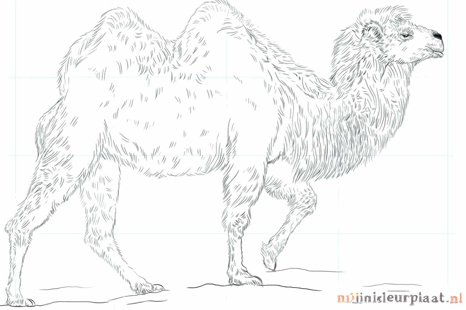 Learn to draw a camel with two humps
