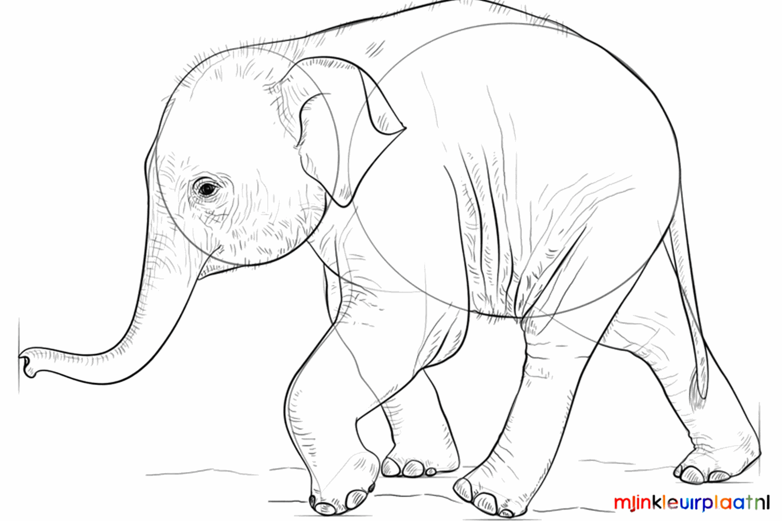Refining the shapes and details of the elephant.