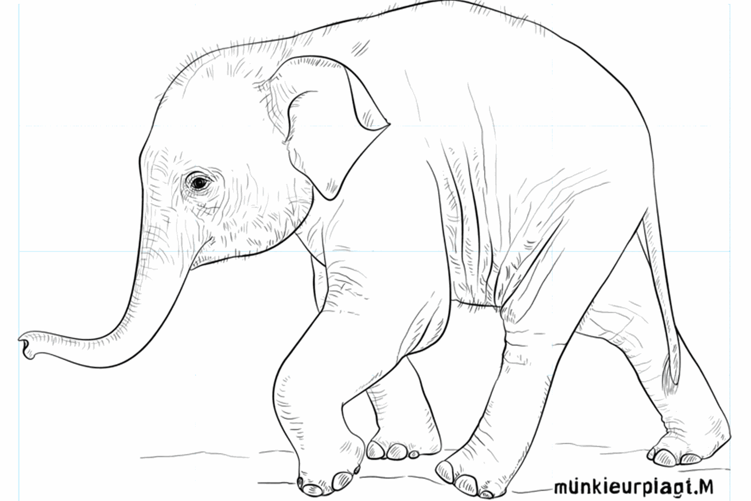 Drawing a cute baby elephant