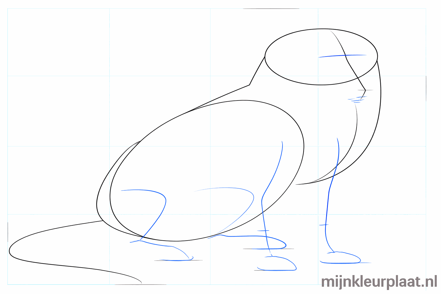 Guide lines for the legs and face of the Border Collie.