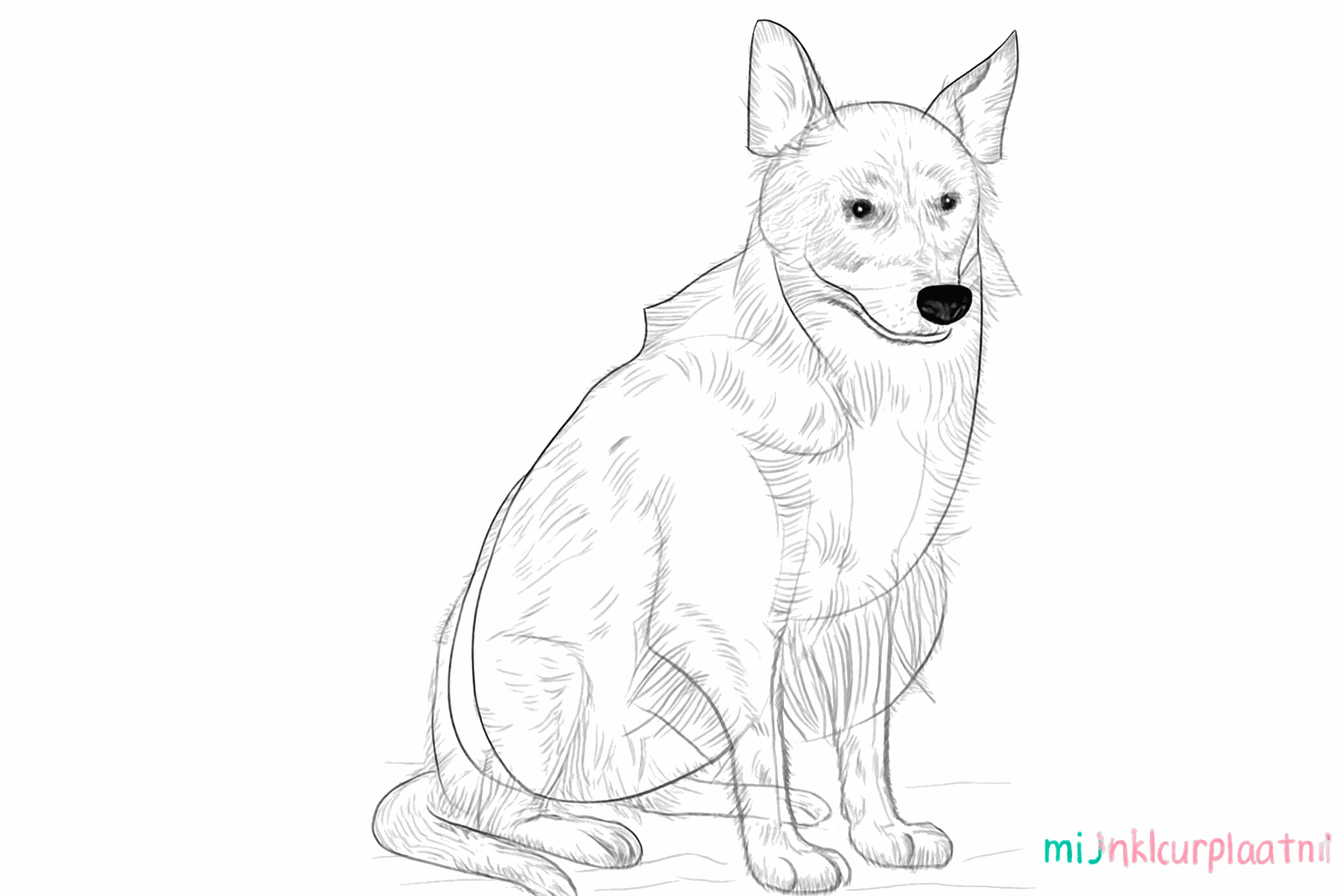 The dog gets a fluffy coat through small strokes.