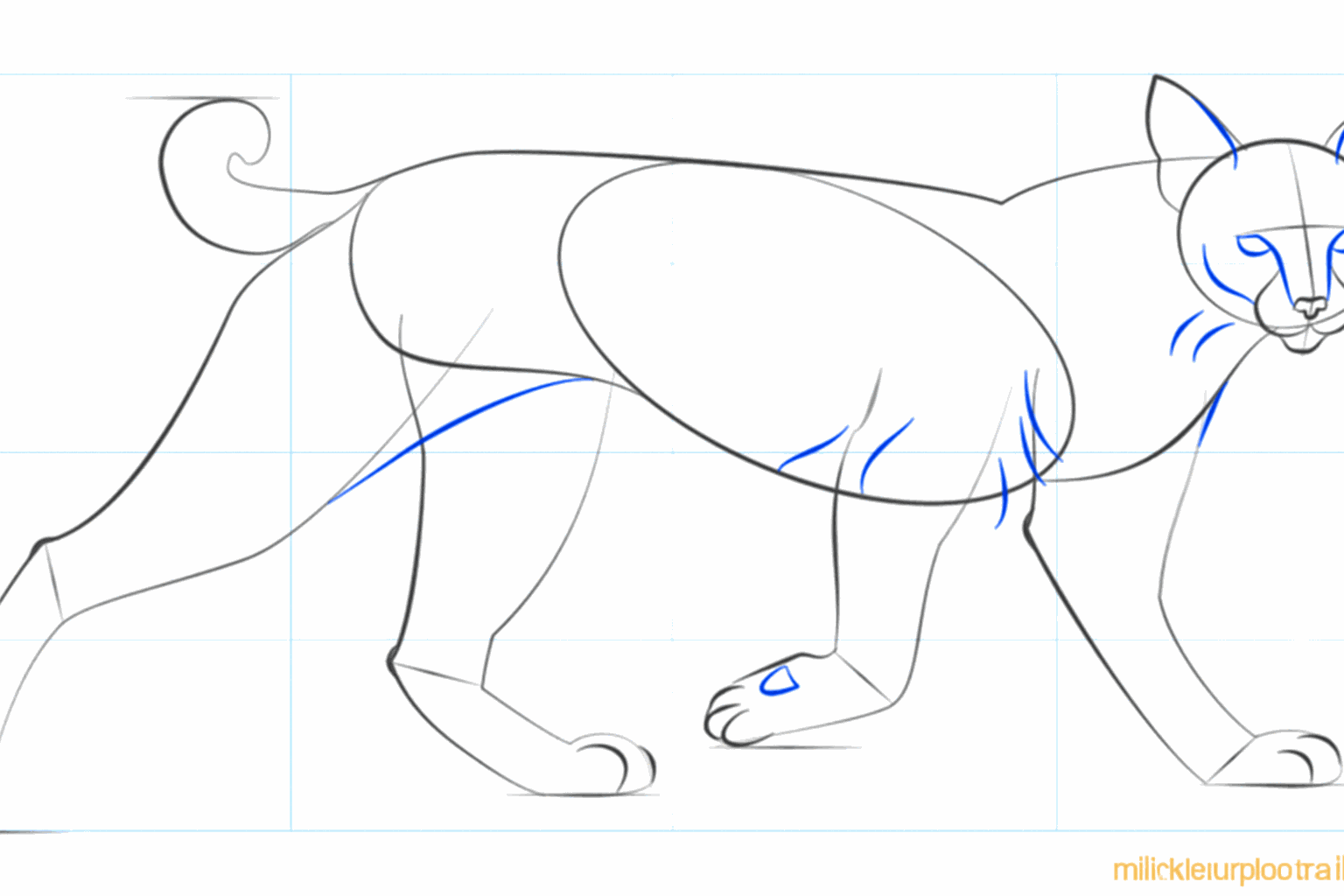 Details of the face and round shapes for the bobcat's paws.