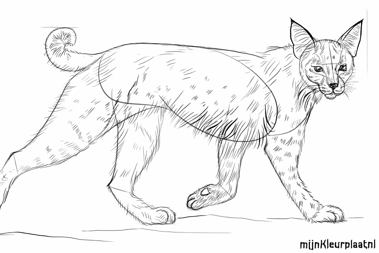 The bobcat gets a hairy coat and small black points on the ears.