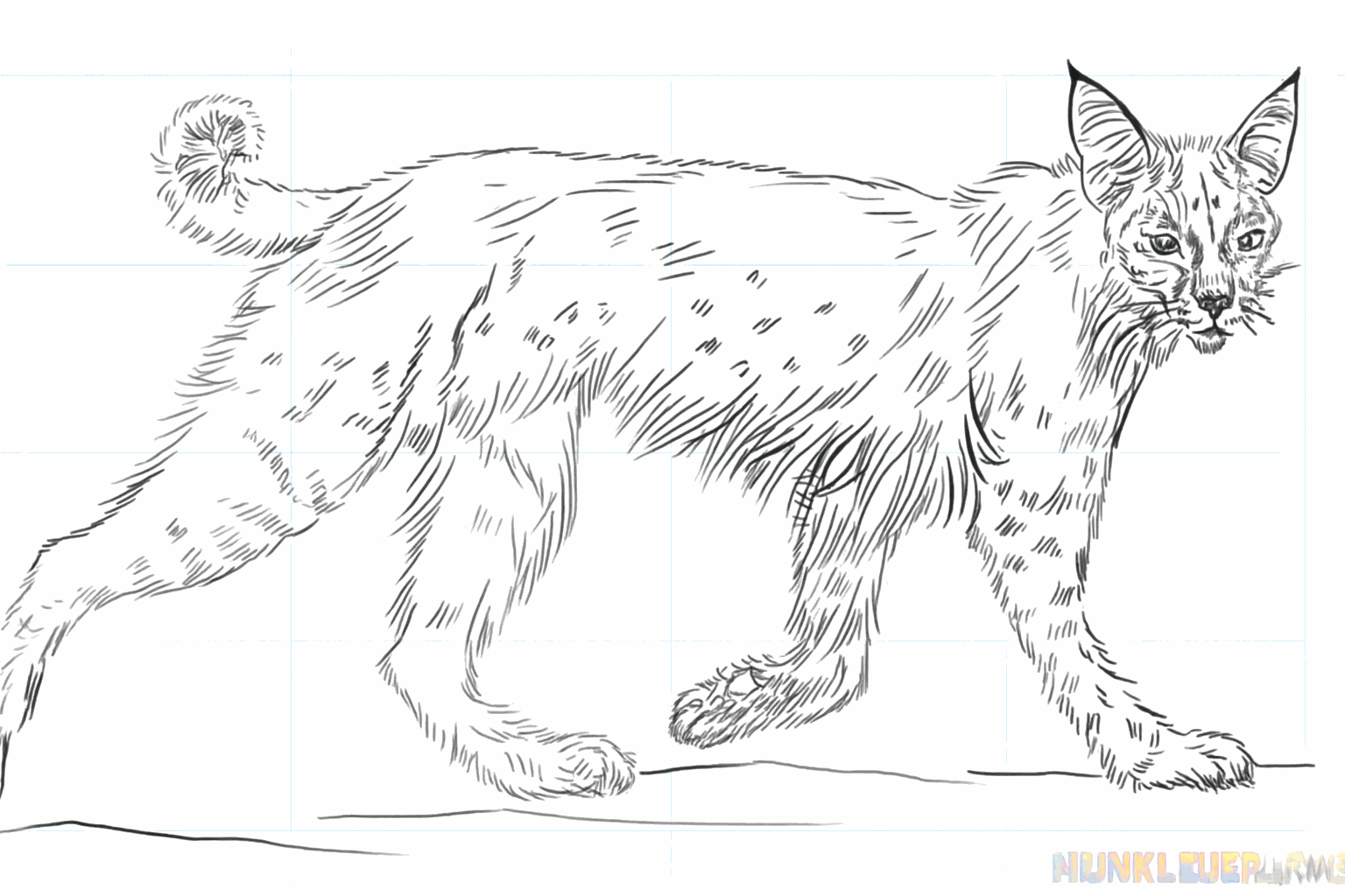 Drawing a Cool Bobcat