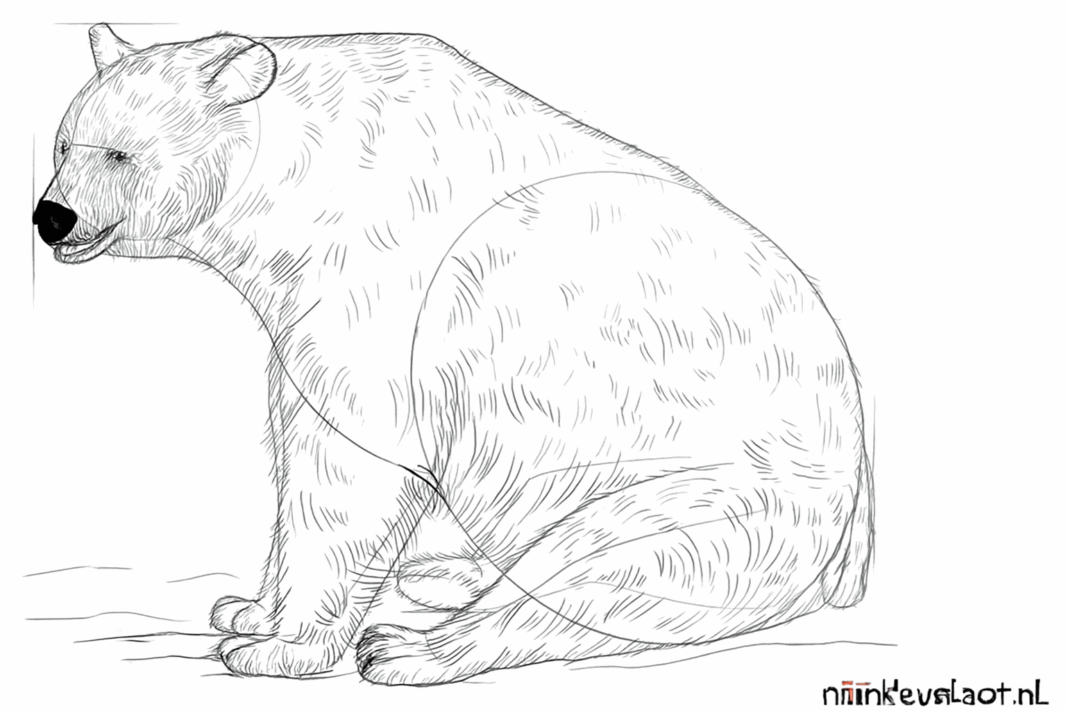 Add fur details to the body of the bear.