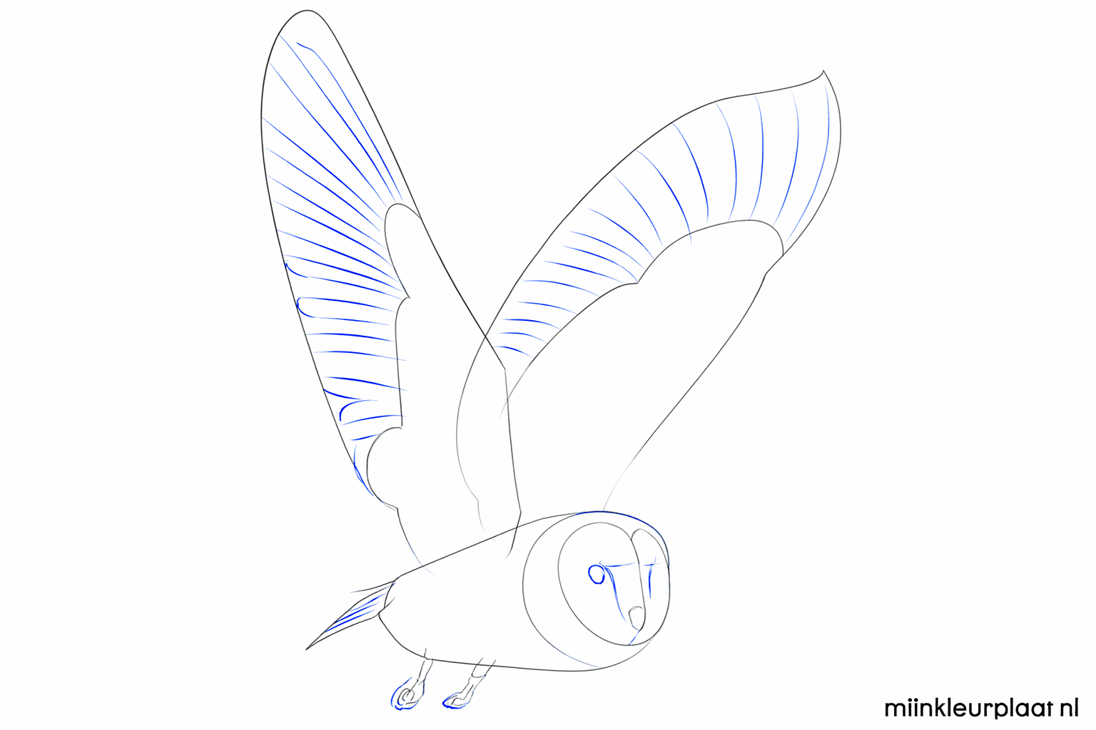 Drawing of the owl's legs with claws and round black eyes.