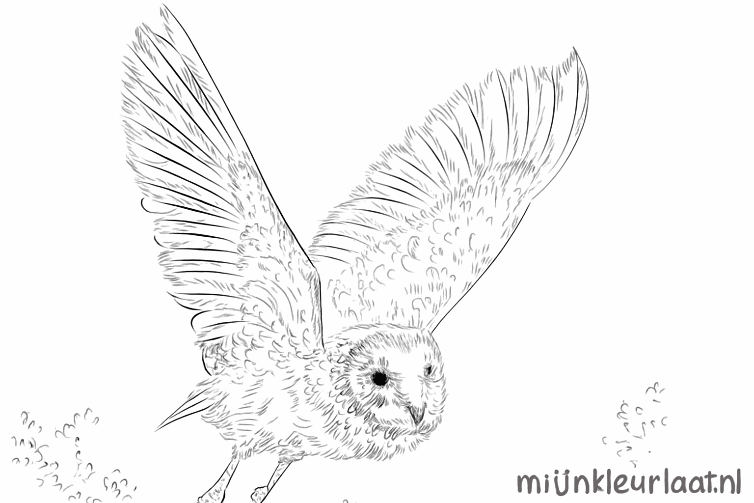 Drawing a beautiful barn owl in 8 steps