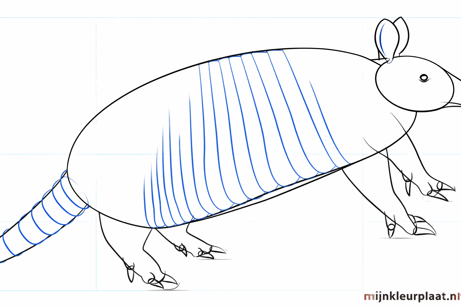 Face of the armadillo with eye, nose, and claws on the toes.