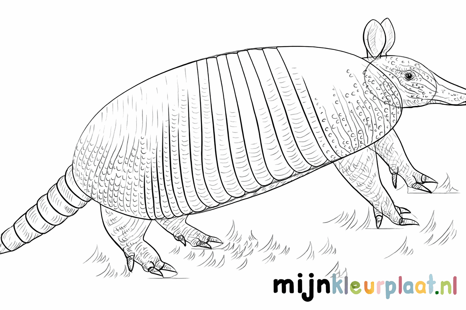 Vertical lines on the back of the armadillo forming the armor.