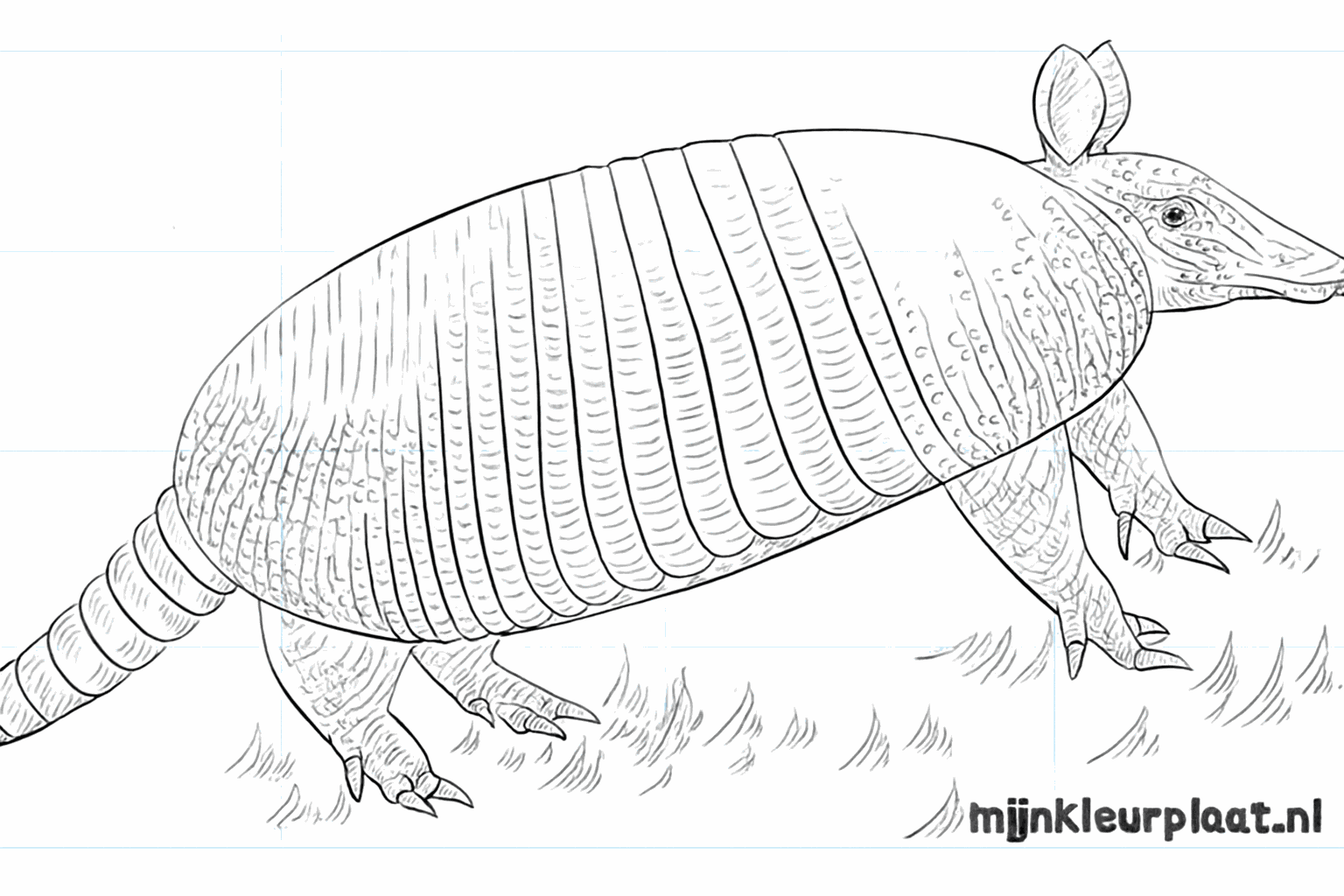 Drawing an armadillo in 9 easy steps