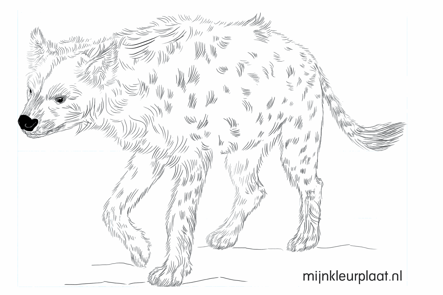 Drawing a spotted hyena