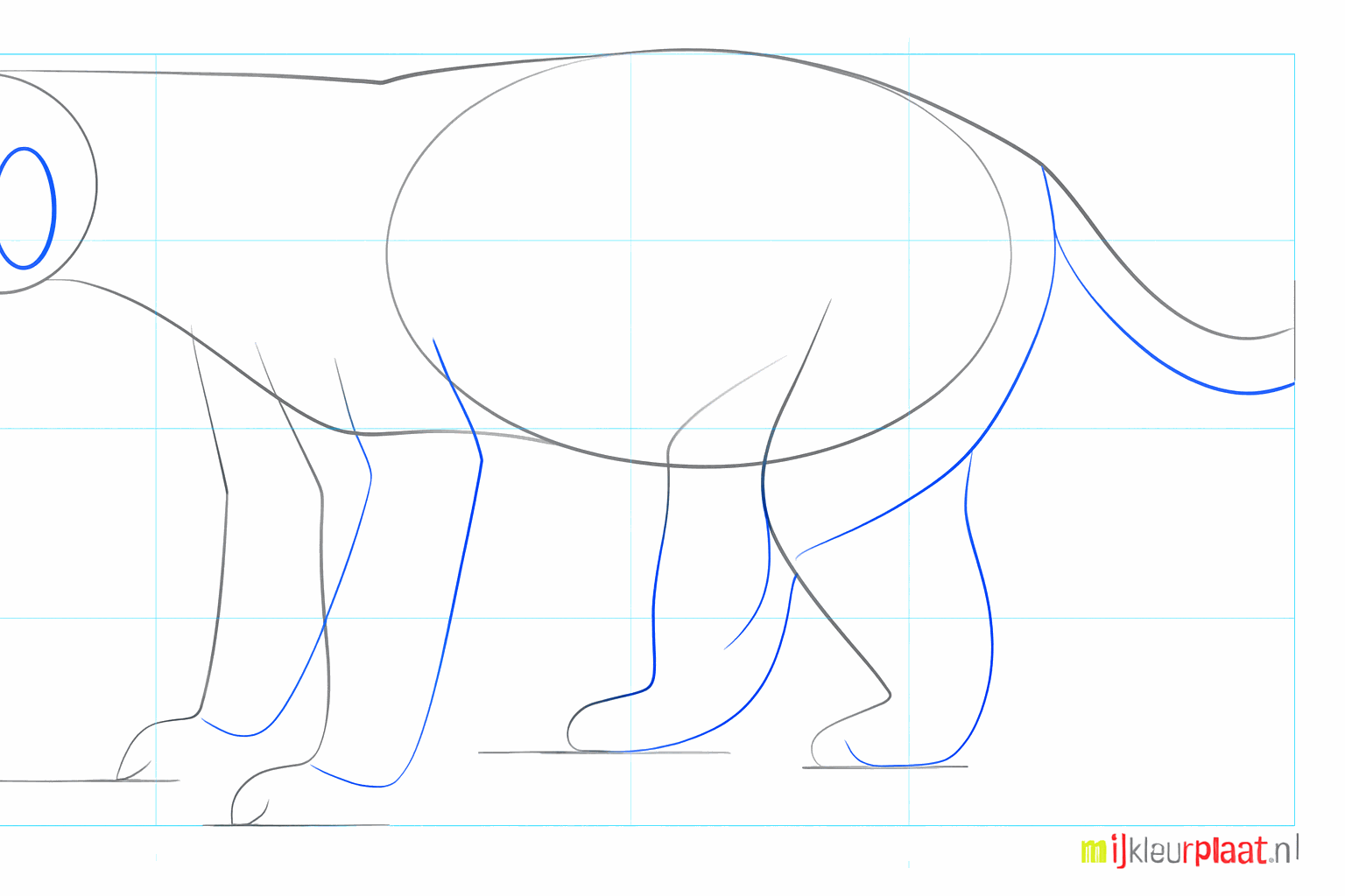 Thicker legs and a small ear on the head of the honey badger.