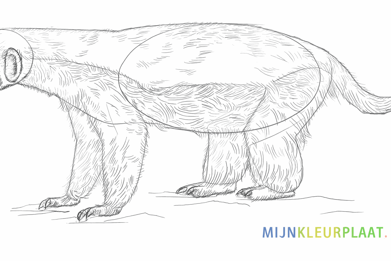 A dividing line on the back for the different fur colors.