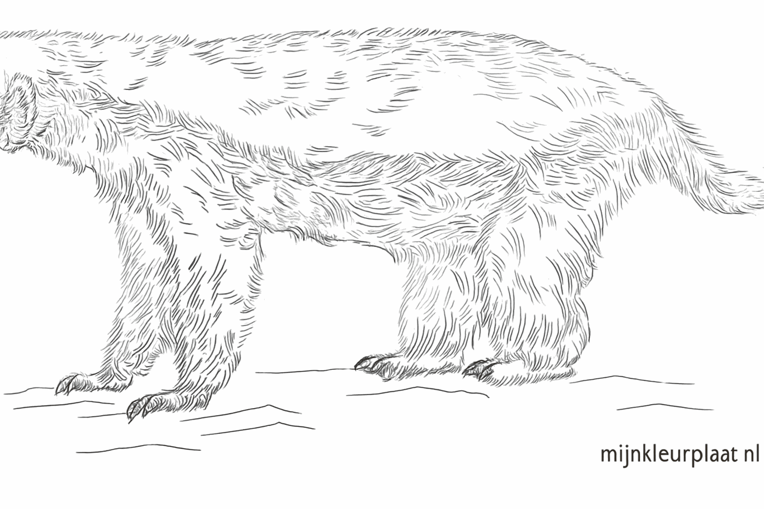 Drawing a tough honey badger: step-by-step for kids