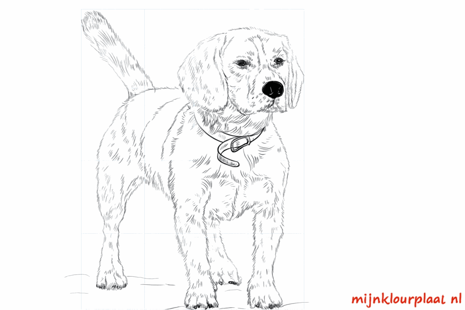 Drawing a happy Beagle in 9 steps